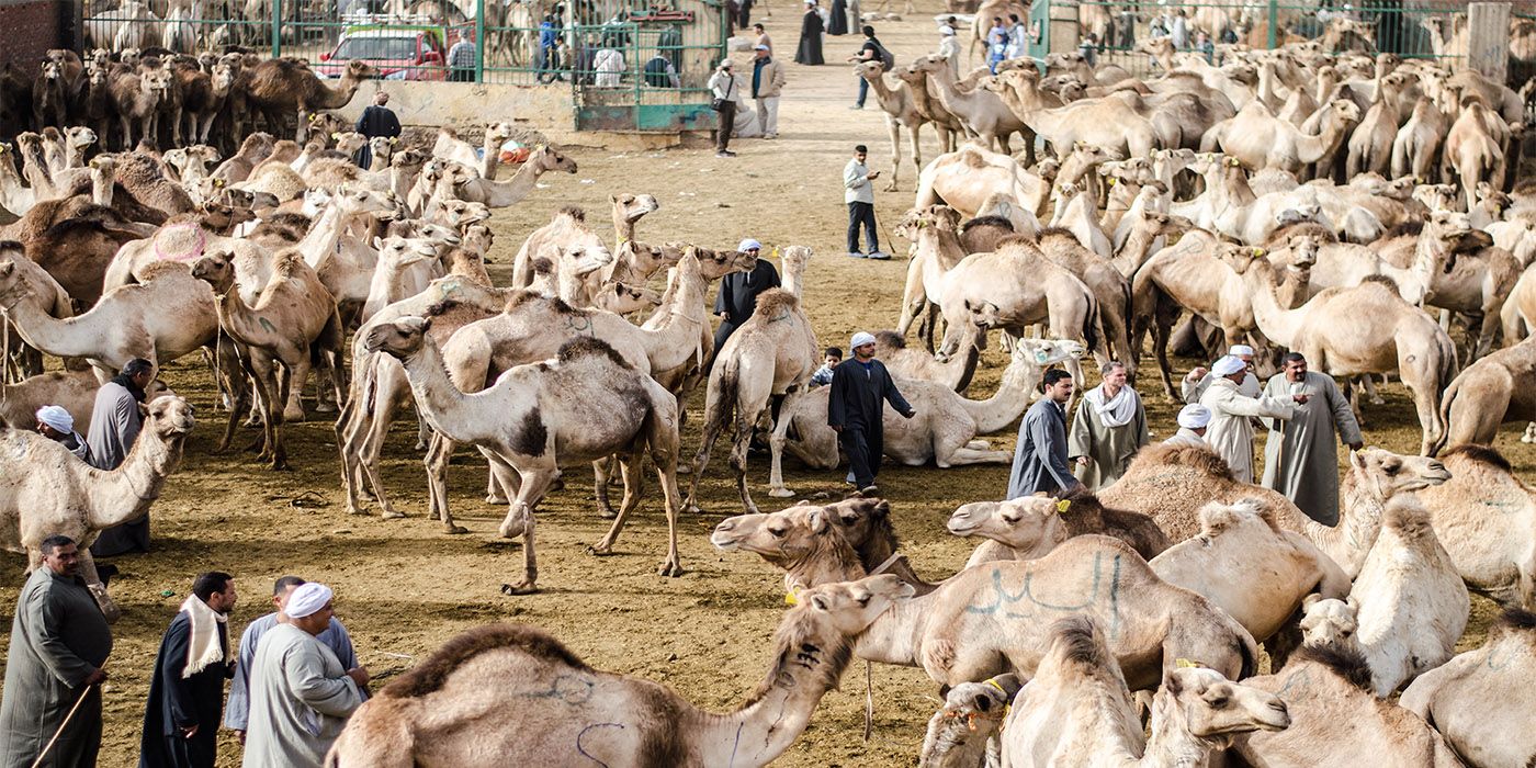 How much is a Camel Worth in Egypt?!